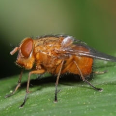 Calliphora ochracea (Reddish Brown blowfly) at ANBG - 1 Oct 2019 by TimL