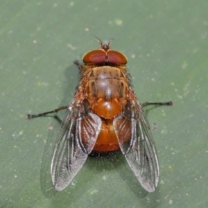 Calliphora ochracea at Acton, ACT - 1 Oct 2019