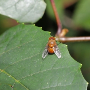 Calliphora ochracea at Acton, ACT - 1 Oct 2019