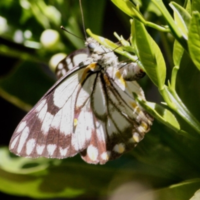 Belenois java (Caper White) at Hughes, ACT - 4 Oct 2019 by LisaH