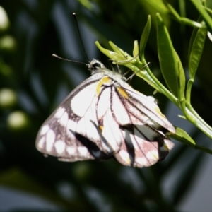 Belenois java at Hughes, ACT - 4 Oct 2019 03:28 PM