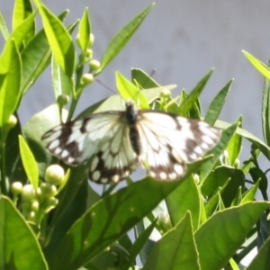 Belenois java at Hughes, ACT - 4 Oct 2019 03:28 PM