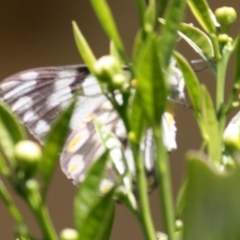 Belenois java at Hughes, ACT - 4 Oct 2019 03:28 PM