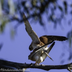 Falco cenchroides (Nankeen Kestrel) at Symonston, ACT - 22 Sep 2019 by BIrdsinCanberra