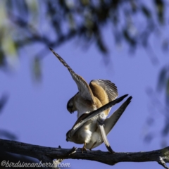 Falco cenchroides at Symonston, ACT - 22 Sep 2019