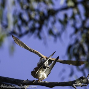 Falco cenchroides at Symonston, ACT - 22 Sep 2019