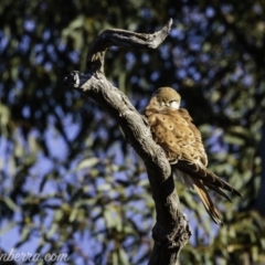 Falco cenchroides at Symonston, ACT - 22 Sep 2019