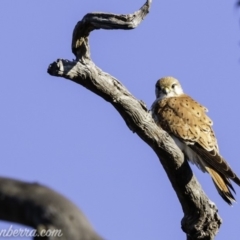 Falco cenchroides at Symonston, ACT - 22 Sep 2019