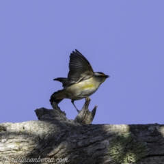 Pardalotus striatus (Striated Pardalote) at Symonston, ACT - 21 Sep 2019 by BIrdsinCanberra