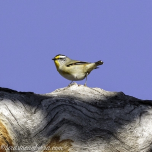 Pardalotus striatus at Symonston, ACT - 22 Sep 2019