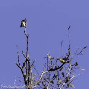 Pardalotus striatus at Symonston, ACT - 22 Sep 2019 07:54 AM