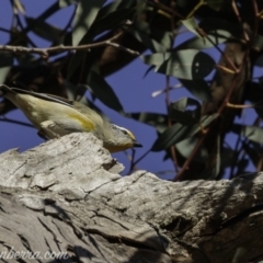 Pardalotus striatus at Symonston, ACT - 22 Sep 2019 07:54 AM