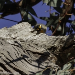 Pardalotus striatus at Symonston, ACT - 22 Sep 2019