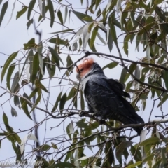 Callocephalon fimbriatum (Gang-gang Cockatoo) at Callum Brae - 21 Sep 2019 by BIrdsinCanberra