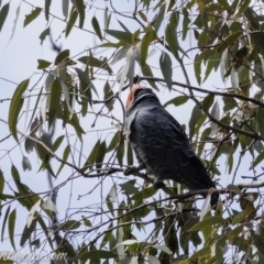 Callocephalon fimbriatum at Symonston, ACT - 22 Sep 2019