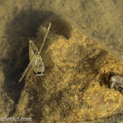 Notonectidae (family) (Backswimmer) at Symonston, ACT - 22 Sep 2019 by JonSteinbeck