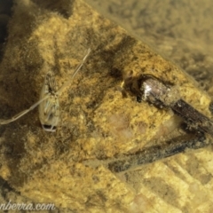 Notonectidae (family) at Symonston, ACT - 22 Sep 2019