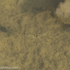 Notonectidae (family) at Symonston, ACT - 22 Sep 2019