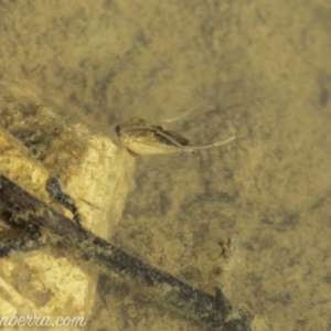 Notonectidae (family) at Symonston, ACT - 22 Sep 2019 08:35 AM