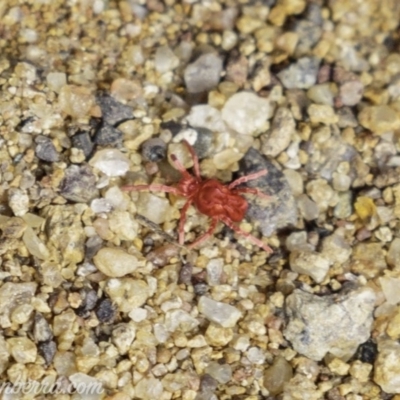 Trombidiidae (family) (Red velvet mite) at Symonston, ACT - 21 Sep 2019 by BIrdsinCanberra