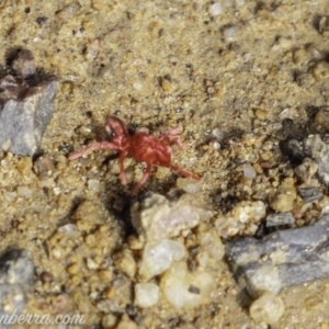 Trombidiidae (family) at Symonston, ACT - 22 Sep 2019 09:11 AM