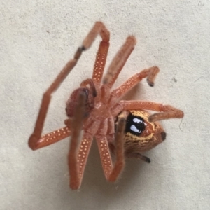 Neosparassus diana at Corrowong, NSW - 4 Oct 2019