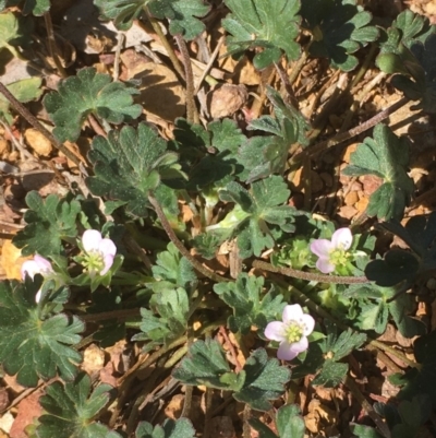 Geranium sp. (Geranium) at Mount Ainslie - 4 Oct 2019 by JaneR