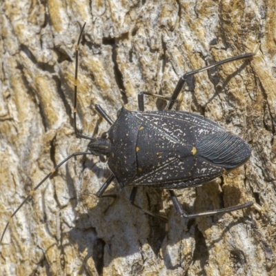 Poecilometis patruelis (Gum Tree Shield Bug) at Googong, NSW - 2 Sep 2019 by WHall