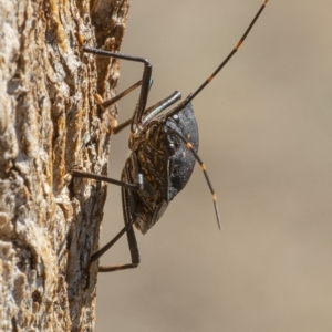 Poecilometis patruelis at Googong, NSW - 2 Sep 2019