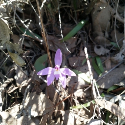 Glossodia major (Wax Lip Orchid) at Aranda Bushland - 3 Oct 2019 by EmmaCook