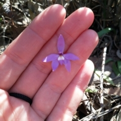 Glossodia major at Dunlop, ACT - 4 Oct 2019