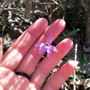 Glossodia major at Dunlop, ACT - 4 Oct 2019