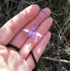 Glossodia major at Dunlop, ACT - 4 Oct 2019