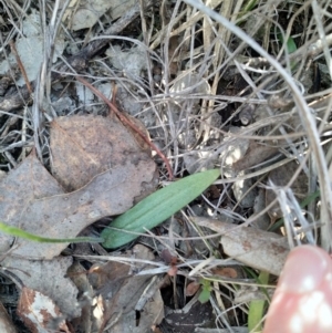 Glossodia major at Dunlop, ACT - 4 Oct 2019