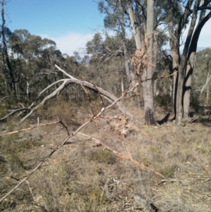 Phryganoporus candidus at Cook, ACT - 4 Oct 2019 09:53 AM