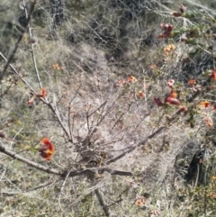 Phryganoporus candidus at Cook, ACT - 4 Oct 2019 09:53 AM