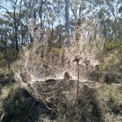 Phryganoporus candidus at Cook, ACT - 4 Oct 2019 09:53 AM