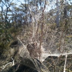 Phryganoporus candidus at Cook, ACT - 4 Oct 2019 09:53 AM