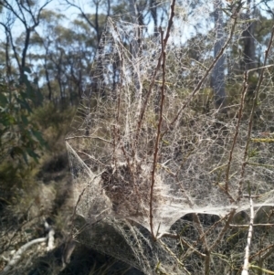 Phryganoporus candidus at Cook, ACT - 4 Oct 2019