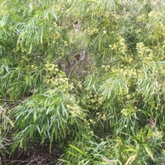 Acacia cognata (Bower Wattle, River Wattle) at Canberra, ACT - 28 Sep 2019 by ruthkerruish