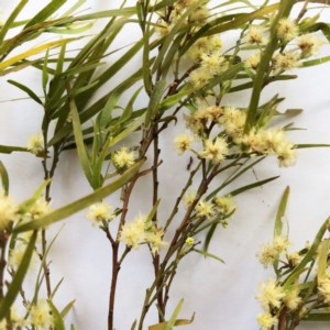 Acacia cognata at Canberra, ACT - 29 Sep 2019