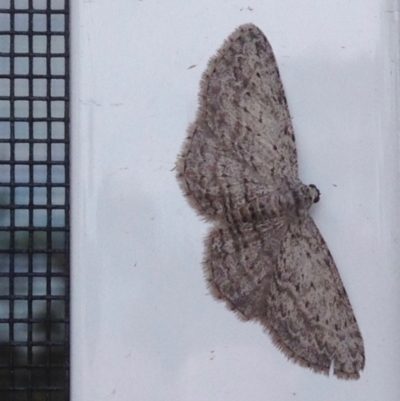 Phelotis cognata (Long-fringed Bark Moth) at Aranda, ACT - 4 Oct 2019 by KMcCue