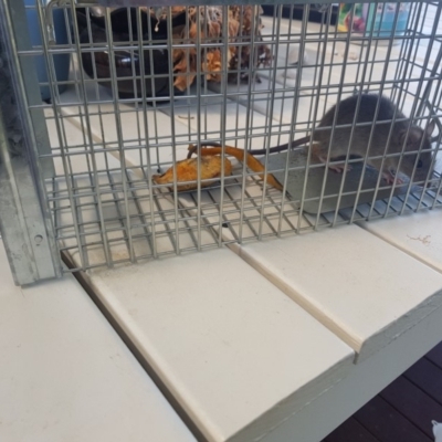 Rattus rattus (Black Rat) at Fisher, ACT - 25 Sep 2019 by ug