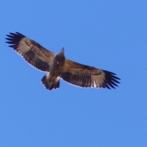 Haliaeetus leucogaster at Bega, NSW - 15 Aug 2019