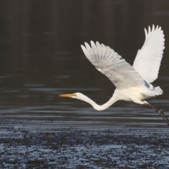 Ardea alba (Great Egret) at Merimbula, NSW - 2 Oct 2019 by Leo