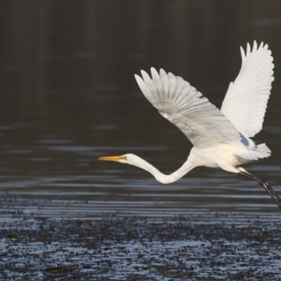 Ardea alba (Great Egret) at Merimbula, NSW - 3 Oct 2019 by Leo