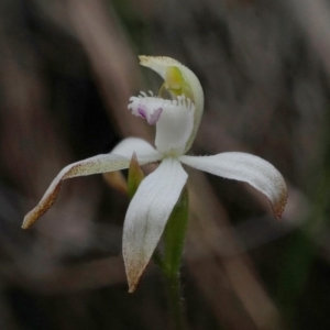 Caladenia ustulata at Hackett, ACT - 4 Oct 2019