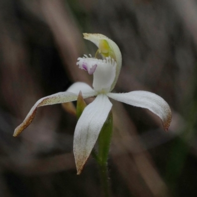 Caladenia ustulata (Brown Caps) at Hackett, ACT - 4 Oct 2019 by shoko