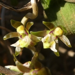 Plectorrhiza tridentata at Narooma, NSW - suppressed