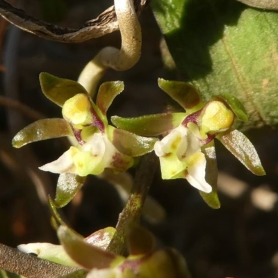 Plectorrhiza tridentata (Tangle Orchid) at Narooma, NSW - 27 Sep 2019 by HarveyPerkins